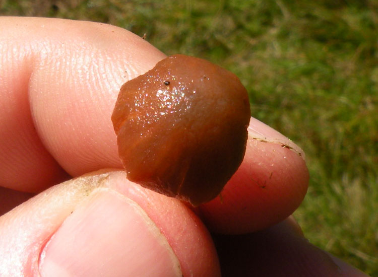 Funghetti tra il muschio